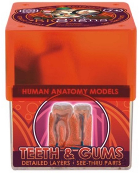 Научный набор Ein-O Science Teeth & Gums «Профессор Эйн. Зубы и Десны» - фото 1