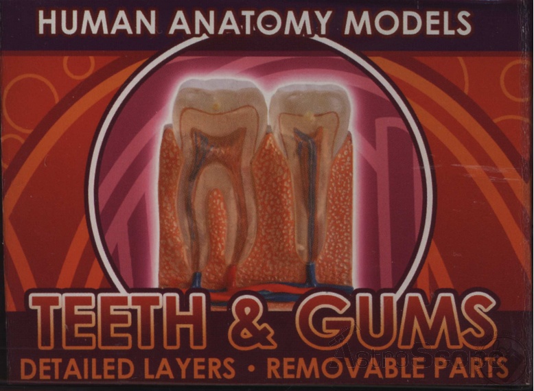  Науковий набір Ein-O Science Teeth & Gums «Професор Ейн. Зуби і Десни » - фото 4